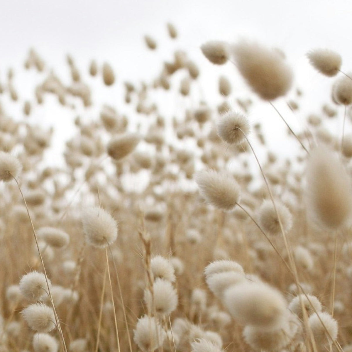 Sustainability To Us